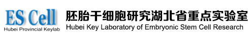 胚胎干细胞研究湖北省重点实验室